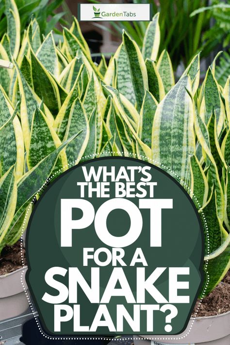 Snake Plant Decor, Snake Plant Indoor, Best Bathroom Plants, Snake Plant Care, Sansevieria Plant, Household Plants, Snake Plants, Plant Care Houseplant, Succulent Garden Diy