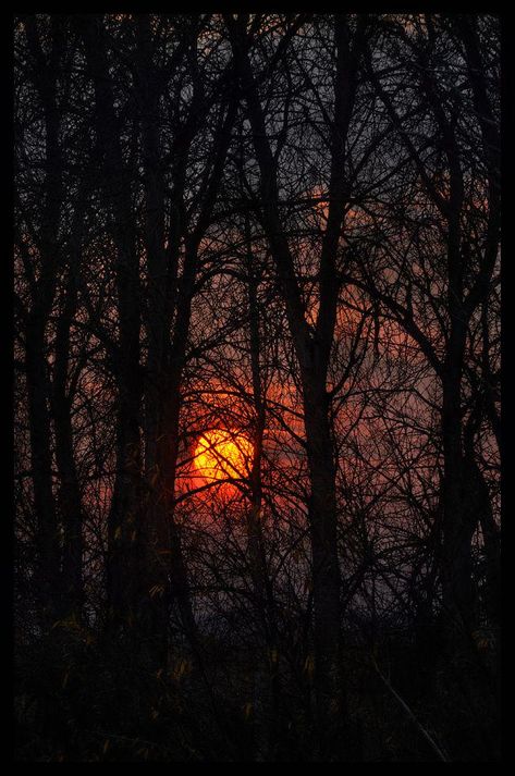 Spooky Sunset, Background Book, Dream Location, Book Mood, Fall Mood, Belle Nature, Book Sculpture, Ancient Tree, Beautiful Moon