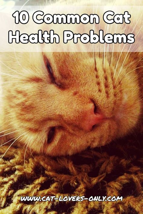 10 Common Cat Health Problems. Click to see details on them all. #cats #cathealth #catlovers #catloversonly Cat Remedies, Cat Health Remedies, Cats Health, Cat Diseases, Cat Health Problems, Cat Illnesses, Purebred Cats, Cat Problems, Sick Cat