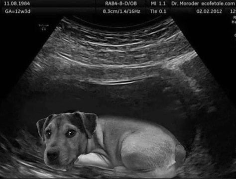 Dog Adoption Announcement, Dog Baby Announcement, Adoption Announcement, Gambar One Direction, Sound Picture, Lakeland Terrier, Pregnant Dog, Dog Salon, Dog Baby