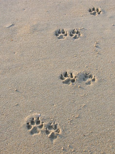 Beach With Dog Pictures, Dog On Beach Aesthetic, Neutral Dog Aesthetic, Dogs Vision Board, Beach Dog Aesthetic, Dog Pictures Aesthetic, Dog Beach Pictures, Dog Vision Board, Dog In Beach