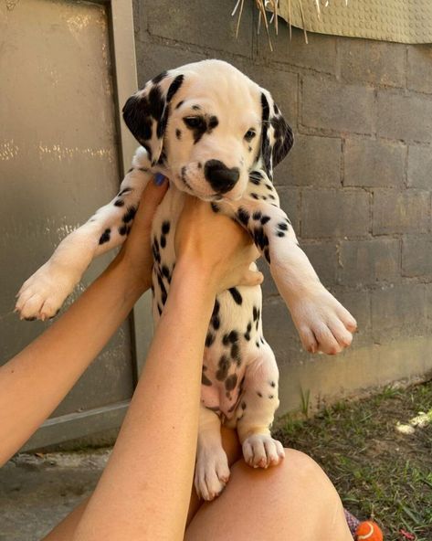 Baby Dalmatian, Dalmation Print, Pretty Puppy, The 101 Dalmatians, Cute Dalmatian, Dalmatian Puppies, Puppy Facts, Dalmatian Puppy, Dream Dog