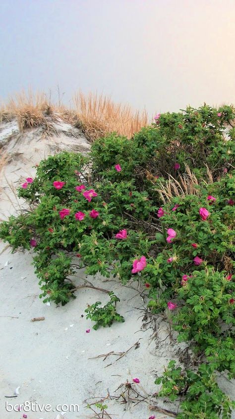 spend more time near the ocean this year. we live so close I take it for granted, and yet it is where my soul feels fed. get to the beach MORE! Beach With Flowers, Buttercup Dress, Beach Environment, Beach Roses, Bloom Perfume, Roses Growing, Beach Dunes, Beach Rose, Rosa Rugosa