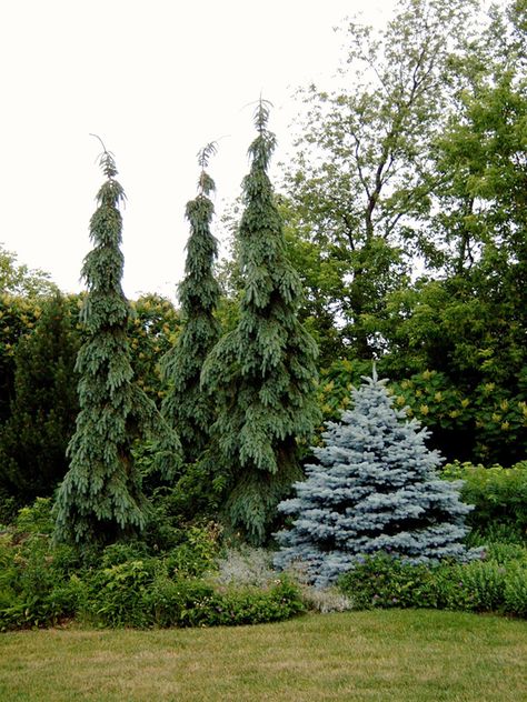 Mountain Retreat Landscaping, Tree Groupings Landscape, Weeping White Spruce Landscape, Landscaping Pine Trees, Trautman Juniper, Weeping Blue Spruce, Weeping White Pine, Privacy Landscaping Between Houses, Weeping Spruce