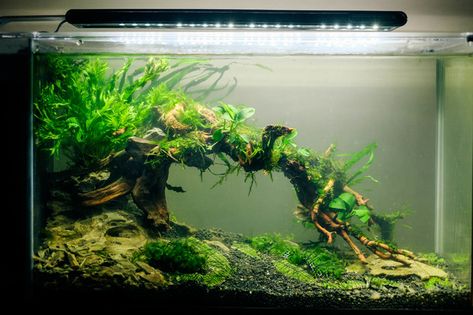 Low tech aquascape -- forum thread http://www.aquariumlife.com.au/showthread.php/51912-Ryan-s-low-tech-nano-tank-19L-Fluval-spec Amazing Aquariums, Fish Tank Terrarium, Aquascape Design, Fish Tank Design, Betta Aquarium, Tropical Fish Tanks, Aquarium Terrarium, Fresh Water Fish Tank, Nano Aquarium