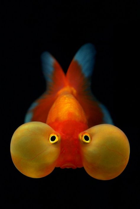 *smile* Bubble Eye Goldfish, Regard Animal, Ikan Koi, Air Tawar, Beautiful Sea Creatures, Underwater Creatures, Underwater Life, Water Life, Exotic Fish