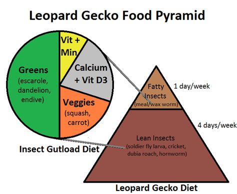 learn about leopard gecko nutrition with the leopard gecko food pyramid! Leopard Gecko Care Sheet, Leopard Gecko Food, Leopard Gecko Diy, Pet Gecko, Leopard Gecko Habitat, Leopard Gecko Tank, Leopard Gecko Care, Gecko Habitat, Gecko Food