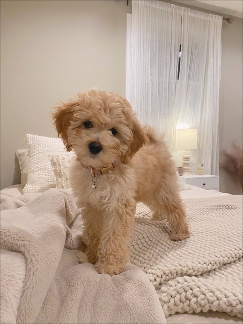 Anjing Poodle, Puppy Ideas, Cute Small Dogs, Puppy Mom, Dog Mommy, Very Cute Puppies, Psy I Szczenięta, Super Cute Puppies, Cute Animals Puppies