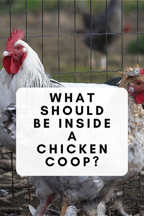 What Should Be Inside A Chicken Coop? Chicken Coop Essentials, Chicken Coop Feeders, Chicken Perch Ideas, Chicken Coop Size, Inside A Chicken Coop, Chicken Roost Ideas, Chicken Perches, Chicken Roost, Small Chicken Coops