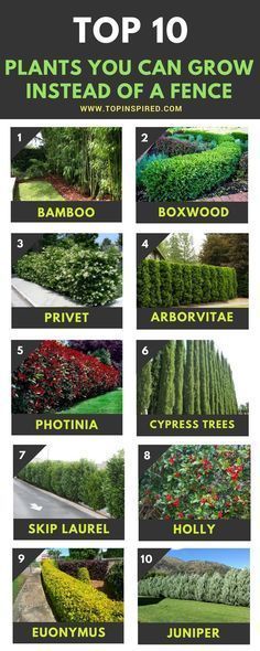 Cerca Natural, Yard Privacy, Privacy Plants, Natural Fence, Backyard Fence, Privacy Landscaping, Backyard Privacy, Farmhouse Landscaping, Beautiful Plants