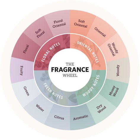 Your Guide to the Fragrance Wheel and Scent Families | FragranceX.com Scent Families, Perfume Rack, Fragrance Wheel, Fragrance Families, Perfume Business, Perfume Hacks, Apply Perfume, Perfume Quotes, Candle Workshop