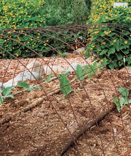 trellis for vegetables arch of concrete reinforcing wire Eggplant Trellis, Passionfruit Trellis, Trellis Ideas Garden, Grow Eggplant, Outdoor Trellis Ideas, Vege Patch, Trellis Screen, Growing Eggplant, Eggplant Plant