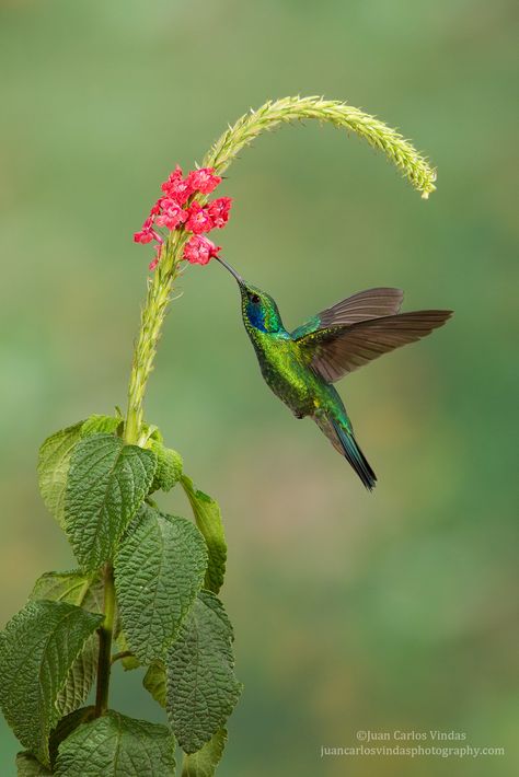 © 2022 juankgigo Bird And Flower Tattoo, Hummingbird Flying, Hummingbird Drawing, Regard Animal, Hummingbirds Photography, Hummingbird Photos, Hummingbird Pictures, Hummingbird Painting, Bird Quotes