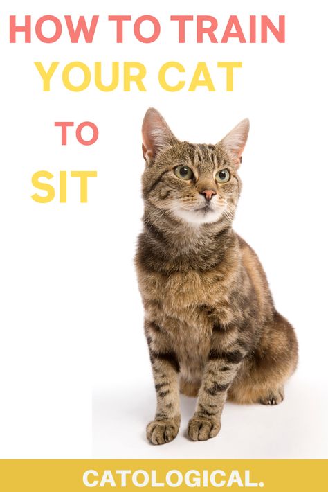 While cats don't do as many tricks as dogs--they are incredibly smart and easy to train! Learn how to train your cat to sit with these simple tips. #CatTips #CatAdvice #CatTraining #KittenTraining #KittenCare Cat Training Tricks, Train A Cat, Cats Health, Cat Advice, Cat Tips, Adventure Cat, Cat Hacks, Kitten Care, Cat Top