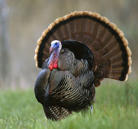 Wild Turkey - Male - latest sighting spreading his tail feathers on 5/16/15 - Clear Fork Farm, Whitley Co, KY Weird Animal Facts, Turkey Bird, Happy Thanksgiving Turkey, Scary Facts, Wild Turkey, Turkey Hunting, Animal Facts, Black Veil Brides, Weird Animals