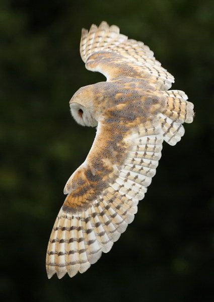 Barn Owl In flight - Raptor Owl Wing Reference, Barn Owl Photography, Owls Flying Photography, Tyto Alba Art, Tyto Owl, Owl Wings, Barn Owls, Owl Photography, Owl Photos