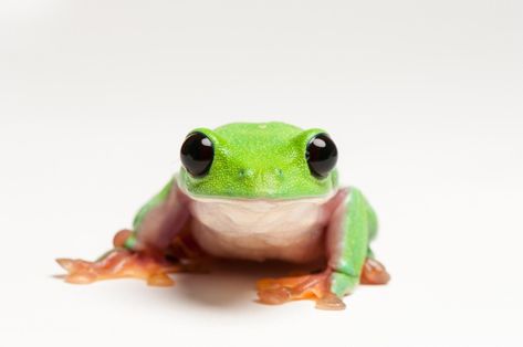 This black-eyed tree frog belongs to a species that scientists predict will decline by more than 80 percent over the next ten years.PHOTOGRAPH COURTESY F. ROVERO/MUSE Black Eyed Tree Frog, Insect Design, Frog Stuff, Elephant Shrew, Habitat Destruction, Incredible Creatures, Tree Frog, Unusual Animals, Rare Animals