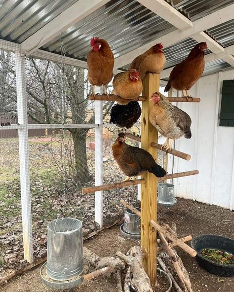 Roosting Ideas For Chickens, Chicken Pins Ideas, Off Grid Chicken Coop, Efficient Chicken Coop, Chicken Coop And Greenhouse Combo, Chicken Run Roosting Bars, Rustic Chicken Coop Ideas, Coyote Proof Chicken Coop, Chicken And Duck Coop Ideas