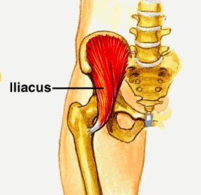 Iliacus Muscle, Muscle Pictures, Neuromuscular Therapy, Referred Pain, Hip Exercises, Hip Pain Relief, Pelvic Region, Muscle Stretches, Musculoskeletal Pain