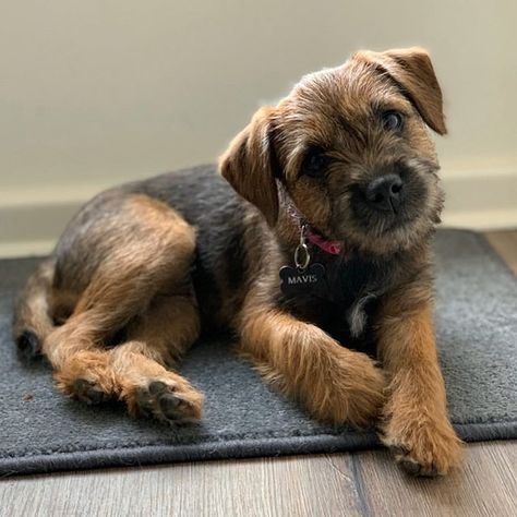 14 Interesting Facts About Border Terriers | PetPress White Bull Terrier, Border Terrier Puppy, Lovers Tattoo, Lakeland Terrier, Clever Dog, Kerry Blue Terrier, Norfolk Terrier, Norwich Terrier, Irish Terrier