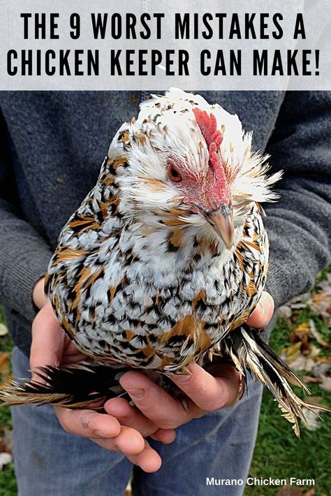 Spotted mini chicken sitting on a persons hand. Chicken Keeping For Beginners, Chicken Home Ideas, How To Take Care Of Chickens, Chicken Necessities, Chicken Care Backyard, Keeping Chickens Cool, Chicken Genetics, Chicken Care 101, Chicken Knowledge