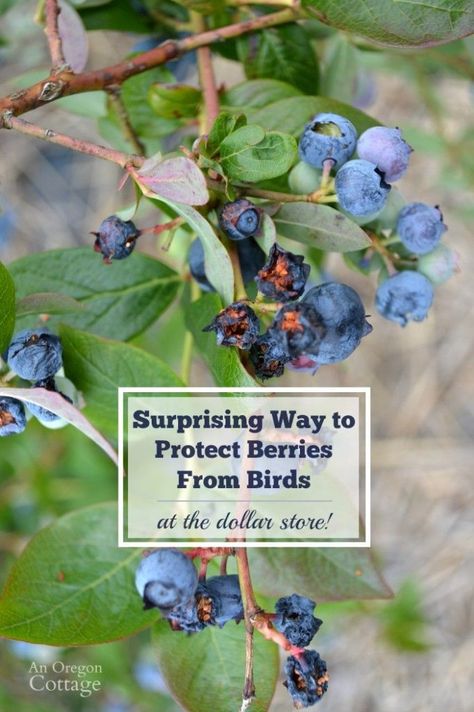 How to Scare Birds Away From Berries Naturally {Using Dollar Items} | An Oregon Cottage Oregon Cottage, Blueberry Gardening, Growing Blueberries, Fruit Bushes, Berry Garden, Blueberry Plant, Berry Bushes, Blueberry Bushes, Garden Pest Control