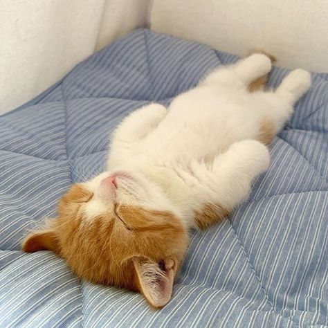 This Tiny Cat Sleeps on His Back, and Damn, He Looks Seriously Comfy Gato Munchkin, Munchkin Kitten, Gatto Carino, Koci Humor, Munchkin Cat, Tiny Cats, Sleeping Kitten, Slaap Lekker, Cat Sleeping