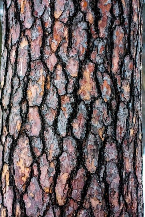 Camo Spray Paint, Tree Bark Texture, Bark Texture, Rustic Decoration, Tree Textures, Texture Inspiration, Digital Texture, Photo Texture, Visual Texture