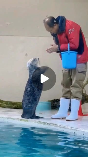 Best Funny Animal Videos, Funny Cute Animal Photos, Animal Videos Cutest, Baby Otters Cute, Animal Funny Videos, Otter Videos, Funny Videos Of Animals, Baby Animals Adorable, Funny Videos Animals