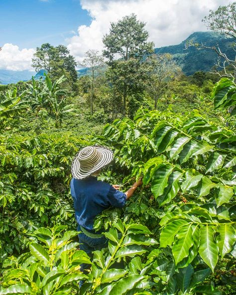 8 BEST Coffee Tours in Medellin to Learn About, Taste, and Enjoy Colombian Coffee Coffee History, Colombian Coffee, Coffee Farm, Andes Mountains, Local Coffee, Coffee Culture, Tour Operator, San Sebastian, For A Reason