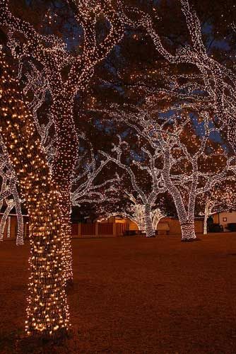 How to wrap led christmas lights on the outdoor trees. Lighted Trees, Christmas Light Installation, Outdoor Trees, Christmas Light Displays, Christmas Lighting, Garden Christmas, Xmas Lights, Led Christmas Lights, Christmas Garden