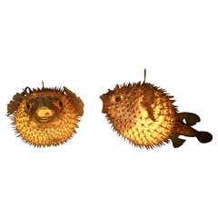 Pair of Taxidermy Puffer Fish Hanging Pendant Lamps Fish Taxidermy, Blow Fish, Vintage Chandeliers, Hanging Pendant Lamp, Water Mill, Puffer Fish, Antique Modern, Modern Chandeliers, Lighting Chandeliers