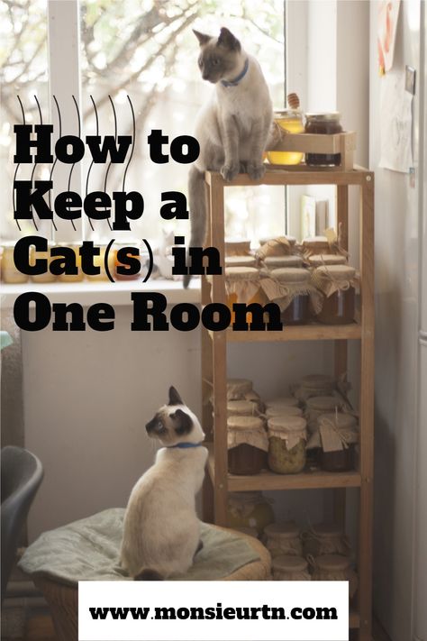 Cat Rooms Indoor Aesthetic, Space For Cats Ideas, Cat Cage Decoration Ideas, Bedroom With Cats Ideas, Home Office And Cat Room, Cat Area Ideas Indoor, Cat Rooms Indoor Small Space, Cat Proof Room, Cat Proof Bedroom