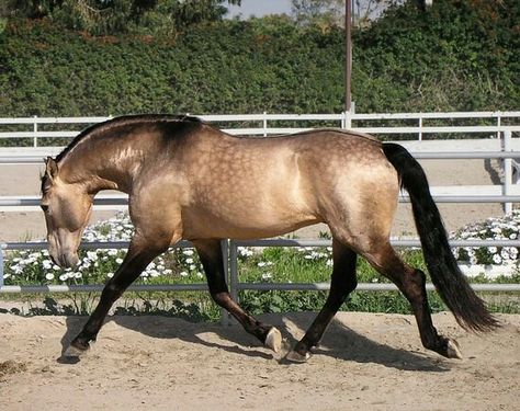 Sooty Buckskin- bay based plus one dilute gene. No dorsal stripe, leg or shoulder barrings. Lusitano Stallion, Buckskin Horse, Lusitano Horse, Horse Colors, Horse Boarding, Quarter Horses, American Quarter Horse, Andalusian Horse, Horse Crazy