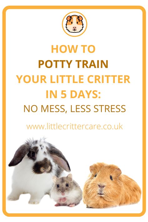 How To Potty Train, Female Rabbit, Bunny Care, Bunny Cages, Potty Train, Guinea Pig Cage, Litter Tray, Pet Pigs, Little Critter