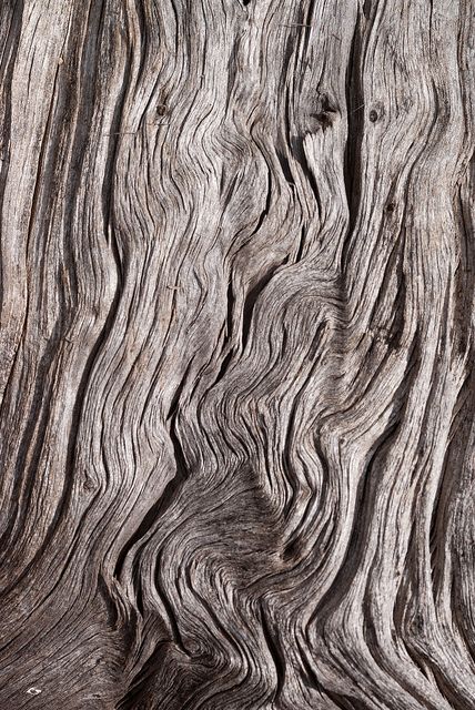 thinking about wood | Flickr - Photo Sharing! Art Natural Forms, Old Wood Texture, Tree Bark Texture, Tree Textures, 3d Cnc, Texture Inspiration, Photo Texture, Wood Photo, Art Texture