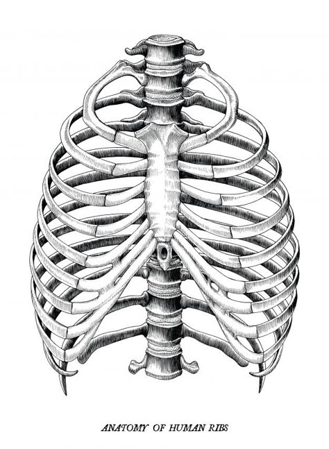 Anatomy Of Human, Human Ribs, Human Sketch, Art Galleries Design, Vintage Clip Art, Hand Draw, Clip Art Vintage, Art Wallpaper Iphone, Vintage Clip