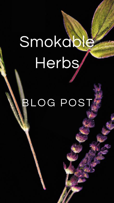 Smokable Herbs — Zhi Herbals What Herbs Can Be Smoked?, Smokable Herb Blends Diy, Smokeable Herbal Blends, Smokeable Herbs List, Smokable Herbs And Their Benefits, Smokable Herbs That Get You High, Smokable Herb Blends, Marshmallow Root Benefits, Smokeable Herbs