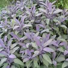 Salvia officinalis 'Purpurascens', Purple Sage - uploaded by @ellen.harries Purple Salvia, Landscape Planning, Salvia Officinalis, Sage Plant, Newbury Park, Purple Sage, Garden Shrubs, Mediterranean Garden, Landscape Plans