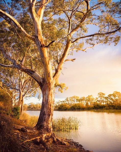 Tree By River, Australian Countryside, Bush Photography, Australian Landscapes, Australia Landscape, Australian Photography, Murray River, Tree Paintings, Bob Ross Paintings