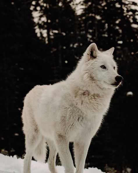 Serenade, I am so proud of you. Despite being outside of your comfort zone you still came out of the car and put on a brave face. You have… White Wolves, Wolf Clothing, Wolf Husky, Wolf Photography, Arctic Wolf, Being Outside, Wolf Spirit Animal, Wolf Wallpaper, Wolf Love