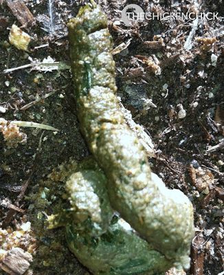 Normal chicken poop- grass clippings make it green. Chicken Anatomy, Diy Photo Projects, Chickens In The Winter, Chicken Poop, Chicken Keeping, The Digestive System, Backyard Poultry, Chicken Chick, Guinea Fowl