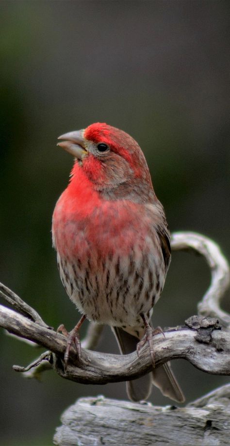 House Finch, Finches Bird, Brown Bird, Finches, Bird Watcher, Wood Bird, Cardinal Birds, Animal Facts, Backyard Birds