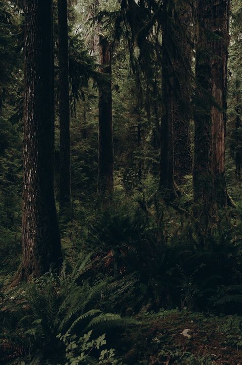 Forest Pics, Dark Naturalism, Dark Forest Aesthetic, Cottagecore Art, Dark Green Aesthetic, Forest Photos, Dark Nature Aesthetic, Pretty Landscapes, Pine Forest