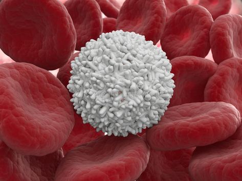 White blood cell stock illustration Renal Cell Carcinoma, White Blood Cell, Holistic Doctor, White Blood, White Blood Cells, Red Blood Cells, Medical Illustration, Blood Cells, Stem Cells