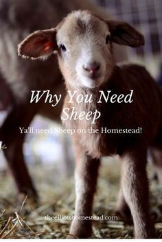 Babydoll Sheep, Elliott Homestead, Homesteading Animals, Raising Farm Animals, Goat Care, Animals Printable, Homestead Farm, Sheep Breeds, Worm Farm