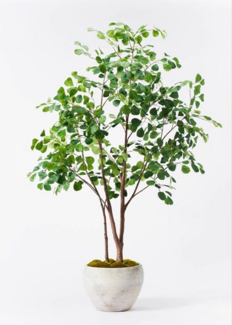 Studio McGee Target faux ficus tree home decor Faux Ficus Tree Home Decor, Ficus Tree Indoor, Faux Ficus Tree, Rosemary Plants, Rosemary Plant, Ficus Tree, Tree Images, Faux Tree, Artificial Trees