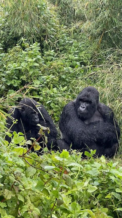 Ultimate Traveler’s Guide to Rwanda Gorilla Trekking 2024 | Johnny Africa Rwanda Gorilla Trek, Rwanda Travel, Gorilla Trekking, Travel Vision Board, Mountain Gorilla, Volcano National Park, Rainy Season, Wide World, Travel Experience