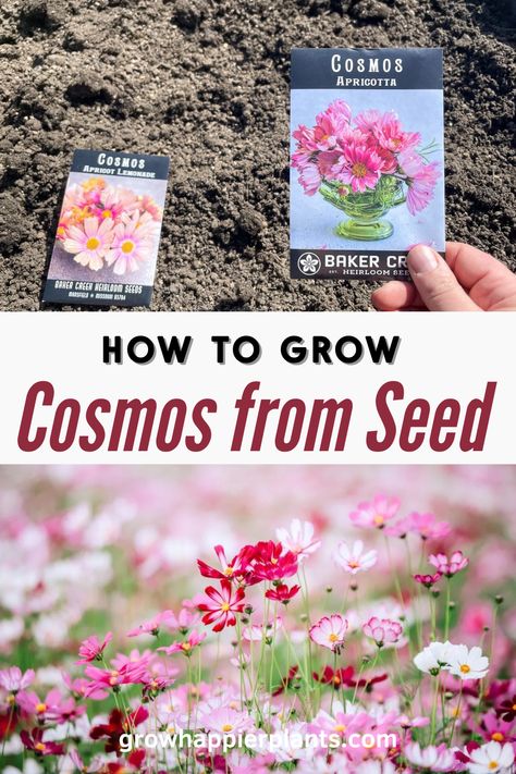 Discover how to grow cosmos from seed with our comprehensive guide, from sowing to blooming to saving the seeds for next year! How To Save Cosmo Seeds, How To Plant Flowers From Seeds, How To Grow Cosmos, How To Grow Cosmos From Seeds, How To Plant Flower Seeds, Growing Cosmos From Seed, Growing Flowers From Seeds, Growing Cosmos, Planting Flowers From Seeds