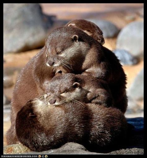 Awwwwww.... Cuddle Pile, Otter Family, Otters Cute, Otter Love, Baby Otters, Sea Otter, Animal Pics, Back To Nature, Sweet Animals